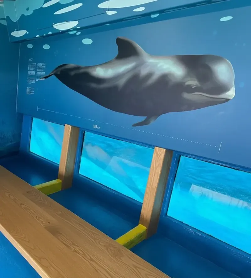 Glass-bottom underwater viewing area inside the catamaran with whale mural and ocean-facing windows