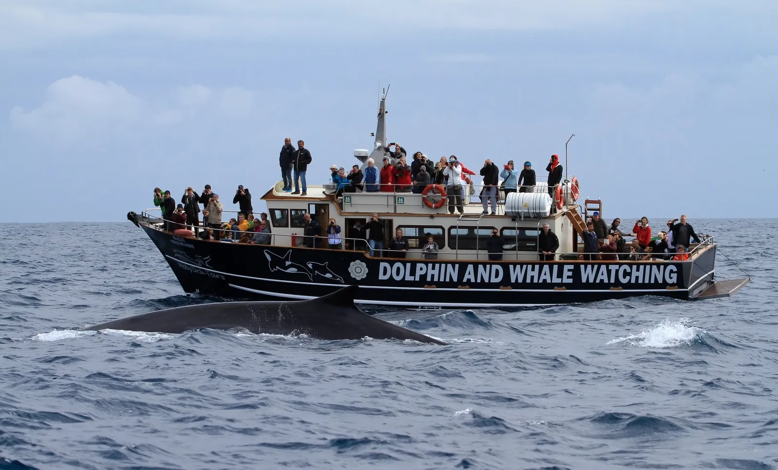 The original MobyDick-Tours vessel in service, passengers on deck, a whale at the surface alongside