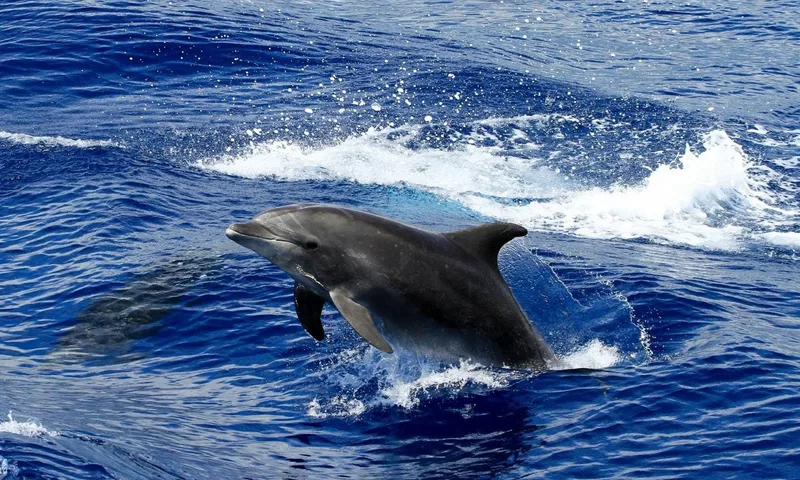 Bottlenose dolphin breaching the surface of the Atlantic near São Miguel, Azores