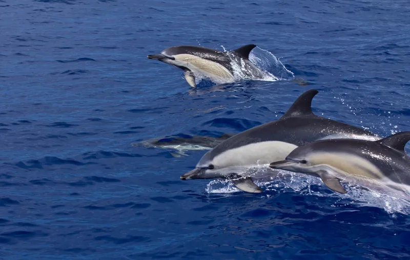 Group of common dolphins leaping through the Atlantic waters near São Miguel, Azores