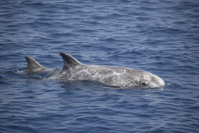 Risso's dolphin with distinctive scarred skin swimming near São Miguel, Azores