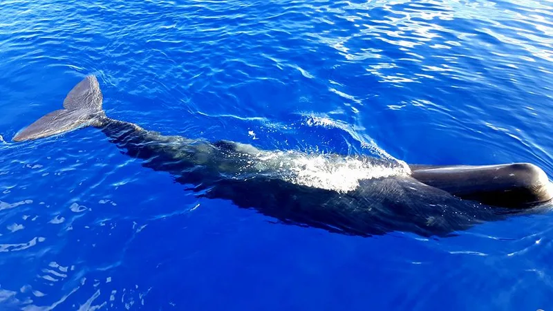 Sperm whale resting at the surface of the deep blue Atlantic near São Miguel, Azores